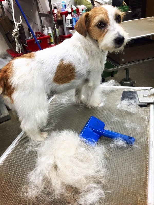 Long haired 2025 jack russell grooming